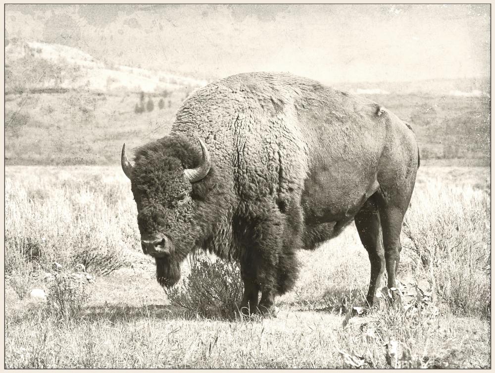 North Range 36&#34; Wide Canvas Art, Grey